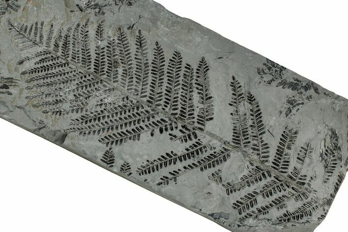 Carboniferous Fossil Fern (Odontopteris) - France #334720